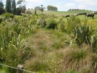 ag research new zealand